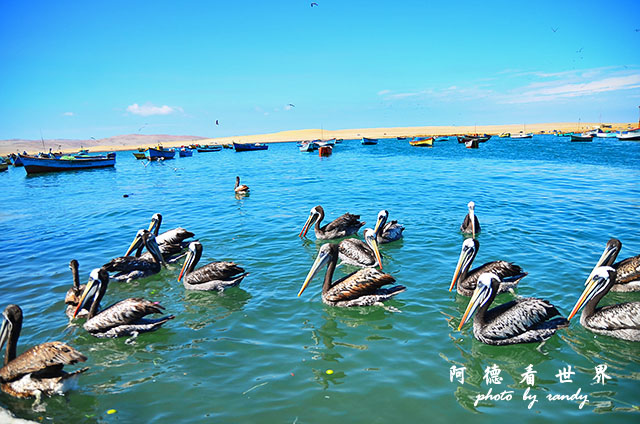 paracasD7 280.JPG paracasD7 280.JPG