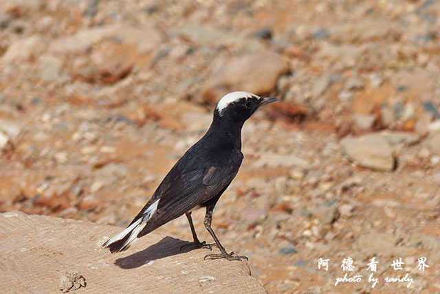 aswan3FZ200 (7).JPG aswan3FZ200 (7).JPG