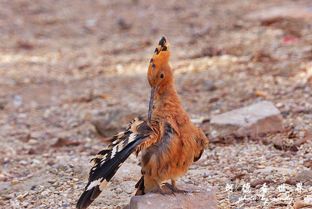 aswan3FZ200 (16).JPG aswan3FZ200 (16).JPG