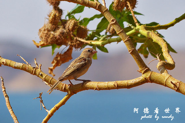 aswan3FZ200 (20).JPG aswan3FZ200 (20).JPG