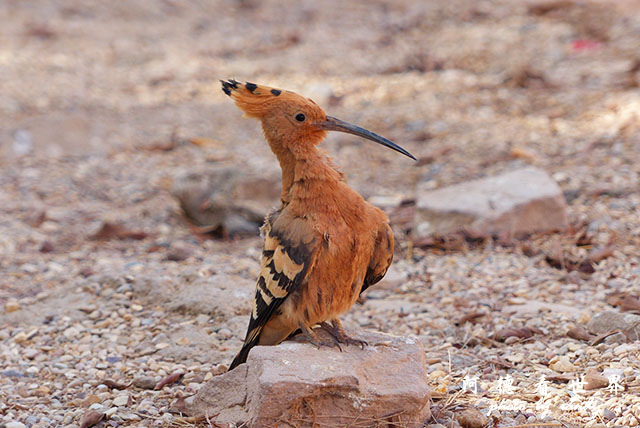 aswan3FZ200 (18).JPG aswan3FZ200 (18).JPG