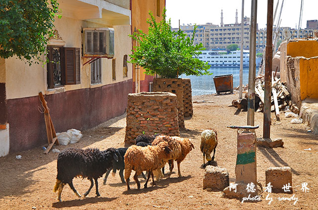 aswan4D7000 018.JPG aswan4D7000 018.JPG