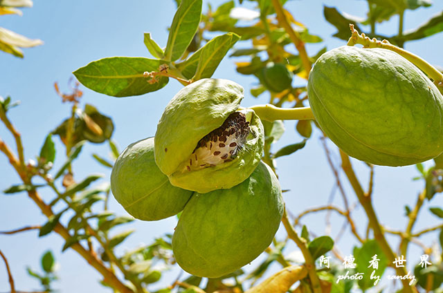 aswan4D7000 093.JPG aswan4D7000 093.JPG