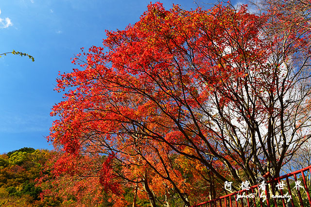 小豆島D810 139.JPG 小豆島D810 139.JPG
