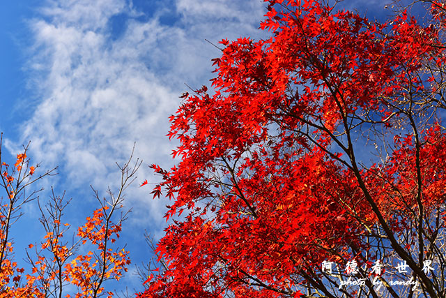 小豆島D810 164.JPG 小豆島D810 164.JPG