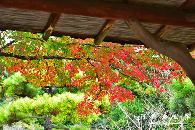 栗林公園-德島D810 069.JPG