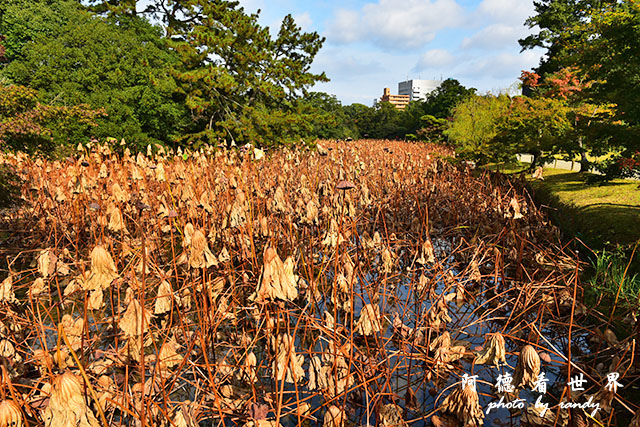 栗林公園-德島D810 079.JPG