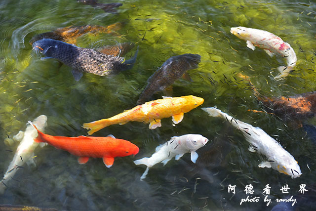 栗林公園-德島D810 187.JPG 栗林公園-德島D810 187.JPG