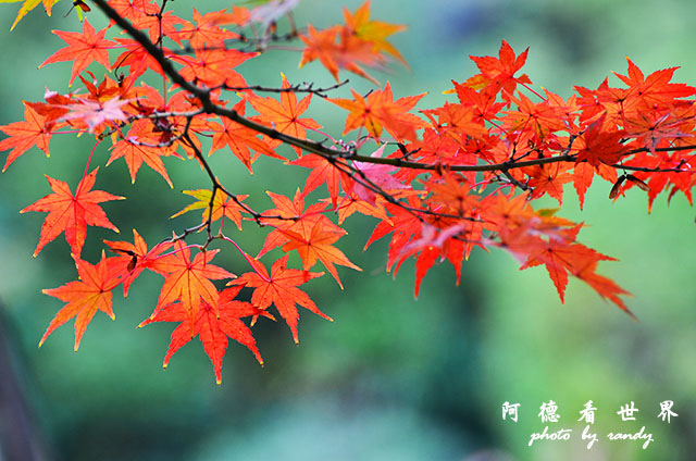 栗林公園-德島D7000 021.JPG 栗林公園-德島D7000 021.JPG