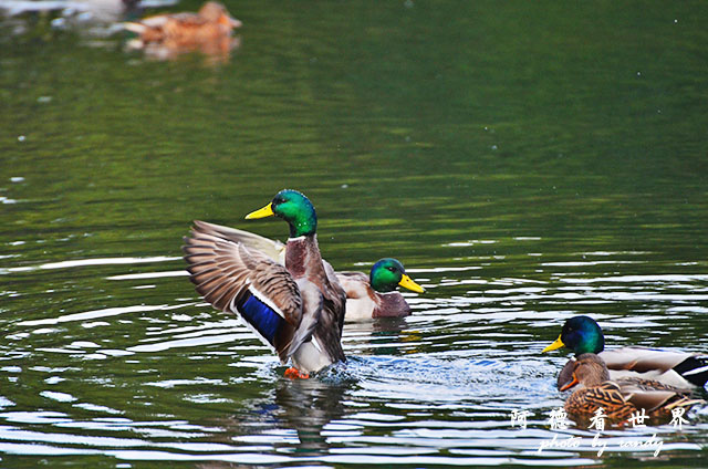 栗林公園-德島D7000 007.JPG 栗林公園-德島D7000 007.JPG