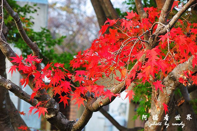 栗林公園-德島P7700 160.JPG