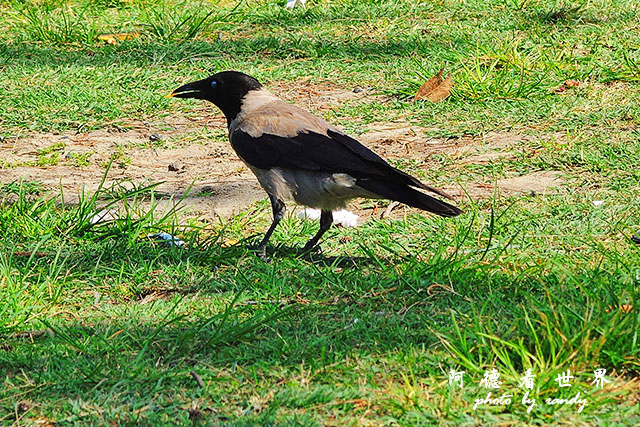 alexandria3P7700 114.JPG alexandria3P7700 114.JPG