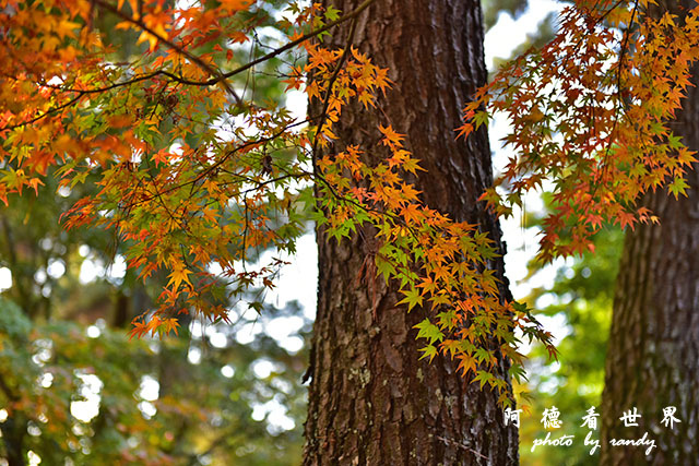 岡山D810 218.JPG 岡山D810 218.JPG