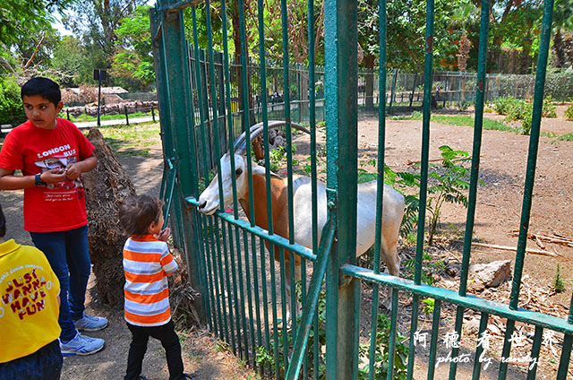 cairo-zooD7000 015.JPG cairo-zooD7000 015.JPG