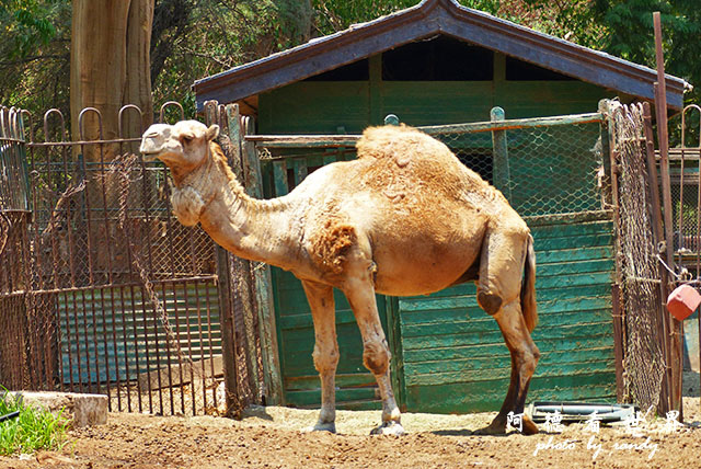 cairo-zooFZ200 (12).JPG cairo-zooFZ200 (12).JPG