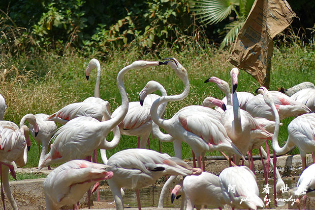 cairo-zooFZ200 (5).JPG cairo-zooFZ200 (5).JPG