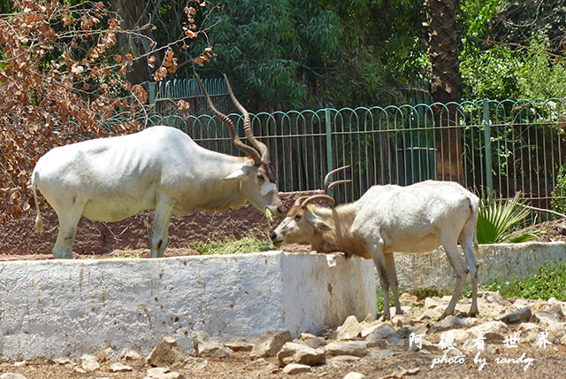 cairo-zooFZ200 (19).JPG cairo-zooFZ200 (19).JPG