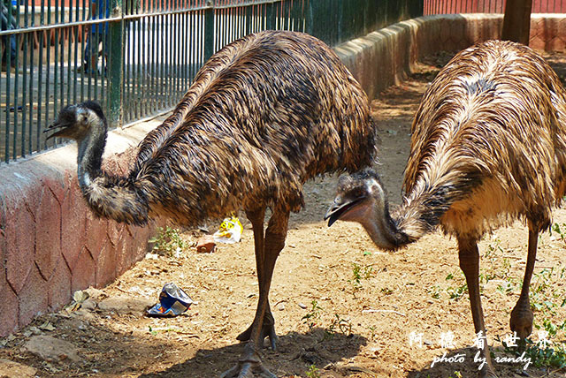 cairo-zooFZ200 (26).JPG cairo-zooFZ200 (26).JPG