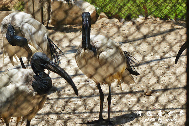 cairo-zooFZ200 (20).JPG cairo-zooFZ200 (20).JPG