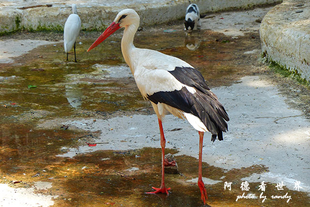 cairo-zooFZ200 (27).JPG cairo-zooFZ200 (27).JPG