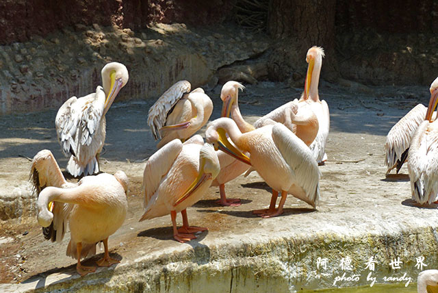 cairo-zooFZ200 (34).JPG cairo-zooFZ200 (34).JPG