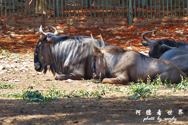 cairo-zooFZ200 (37).JPG cairo-zooFZ200 (37).JPG