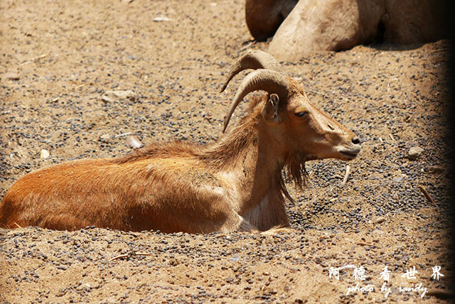 cairo-zooFZ200 (35).JPG cairo-zooFZ200 (35).JPG