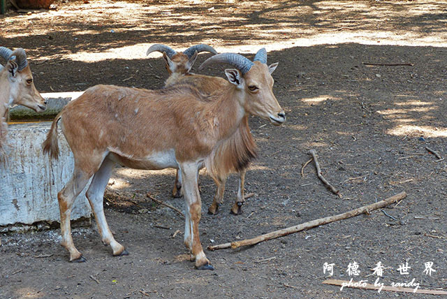 cairo-zooFZ200 (47).JPG cairo-zooFZ200 (47).JPG