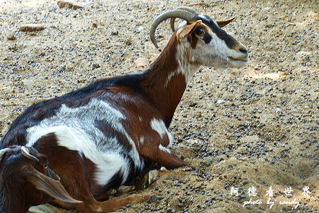 cairo-zooFZ200 (54).JPG cairo-zooFZ200 (54).JPG