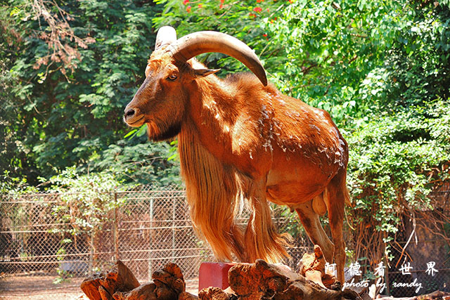 cairo-zooP7700 025.JPG cairo-zooP7700 025.JPG