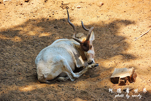 cairo-zooP7700 030.JPG cairo-zooP7700 030.JPG