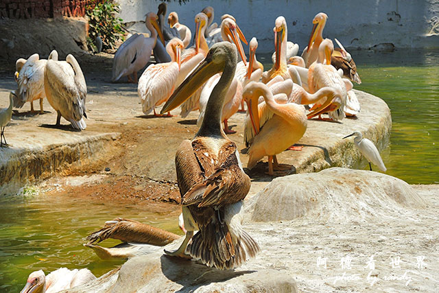 cairo-zooP7700 040.JPG cairo-zooP7700 040.JPG