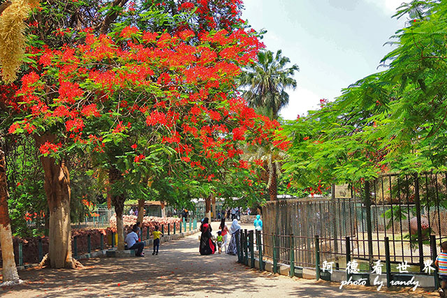 cairo-zooP7700 046.JPG cairo-zooP7700 046.JPG