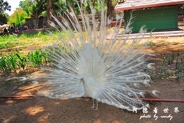 cairo-zooP7700 059.JPG cairo-zooP7700 059.JPG