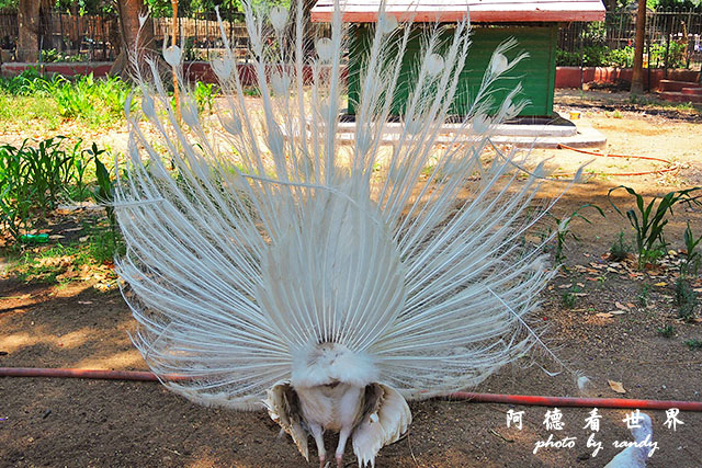 cairo-zooP7700 061.JPG cairo-zooP7700 061.JPG