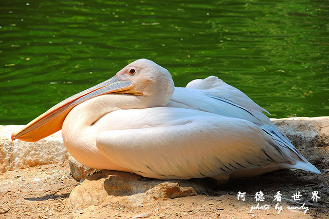 cairo-zooP7700 070.JPG cairo-zooP7700 070.JPG