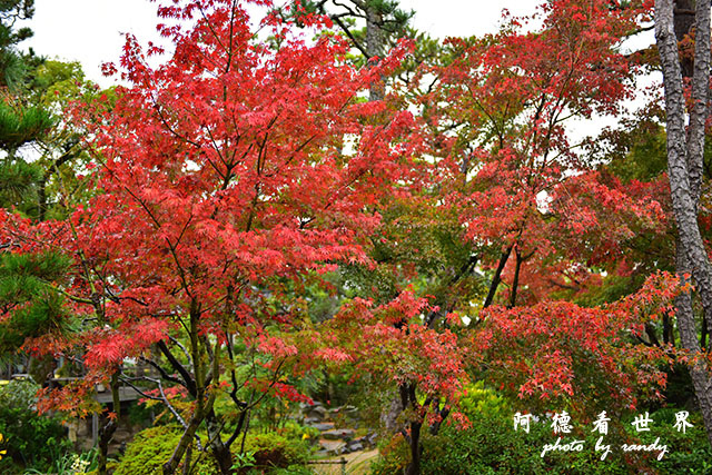 直島-倉敷D810 185.JPG