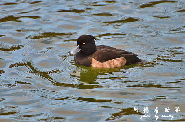 岡山-廣島D7000 076.JPG 岡山-廣島D7000 076.JPG