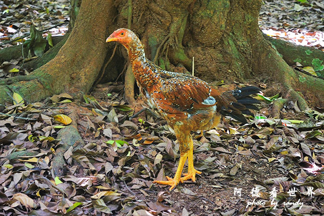 zanzibar2P7700 062.JPG