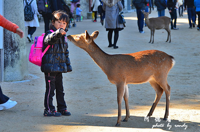 宮島D7000 010.JPG 宮島D7000 010.JPG