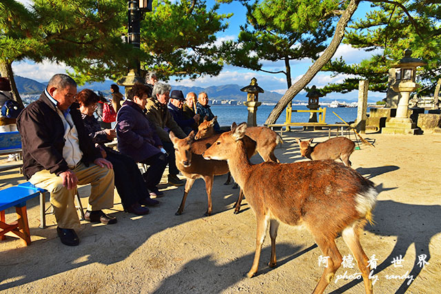 宮島D810 278.JPG 宮島D810 278.JPG