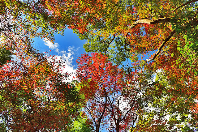 宮島D810 190.JPG 宮島D810 190.JPG