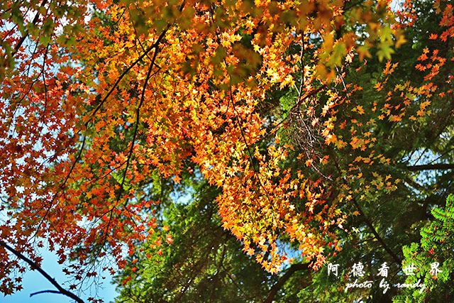 宮島D810 180.JPG 宮島D810 180.JPG