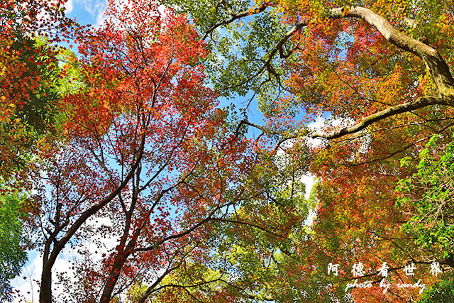 宮島D810 196.JPG 宮島D810 196.JPG