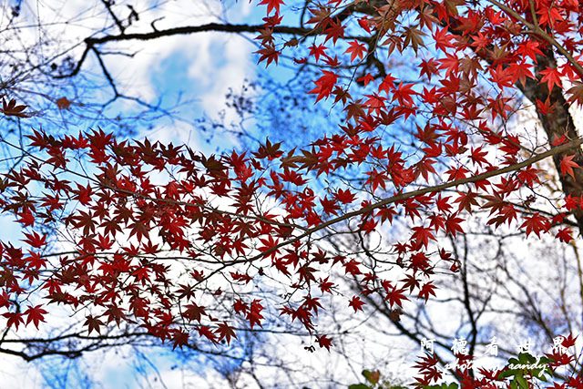 宮島D810 257.JPG 宮島D810 257.JPG