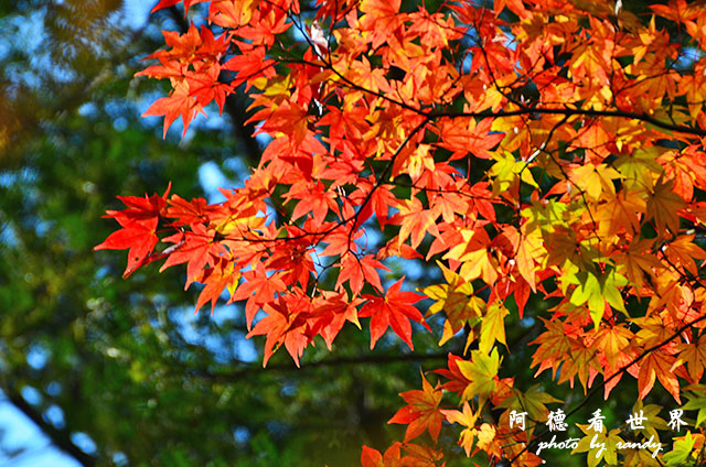 宮島D7000 020.JPG 宮島D7000 020.JPG