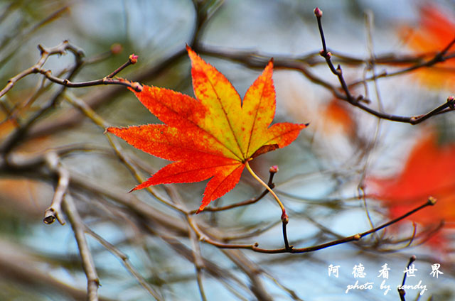 宮島D7000 012.JPG 宮島D7000 012.JPG