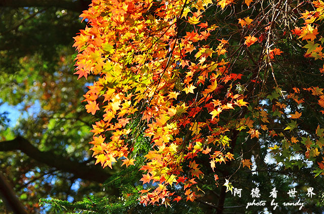 宮島D7000 022.JPG 宮島D7000 022.JPG