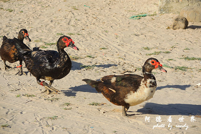 zanzibar4P7700 055.JPG zanzibar4P7700 055.JPG