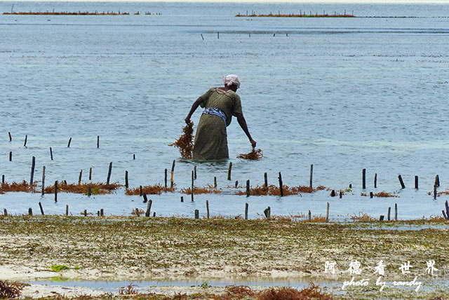 zanzibar5FZ200 (40).JPG